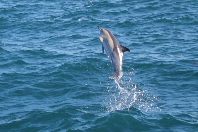 Dolphin Watching in Gibraltar Dolphin Safari V.I.P - What the dolphin encounter can look like