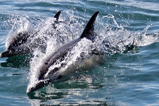 Dolphin Watching in Gibraltar Dolphin Safari V.I.P - A commentary-led cruise, not just a sighting hunt