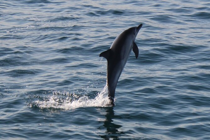Dolphin Watching in Gibraltar Dolphin Safari V.I.P - The views toward Spain, Morocco, and the Rock