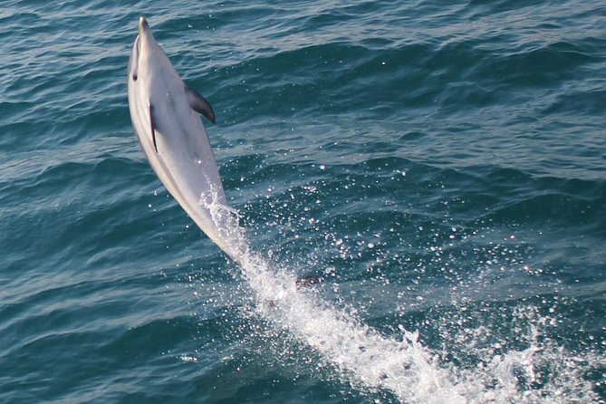 Dolphin Watching in Gibraltar Dolphin Safari V.I.P - Is $34 good value for one hour?