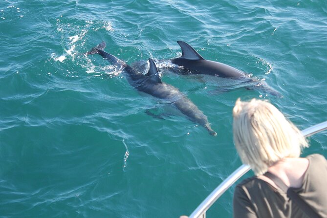 Dolphin Watching in Gibraltar Dolphin Safari V.I.P - Searching for dolphins in wild water