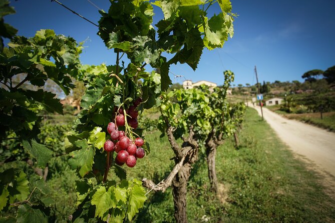 Ebike Tour, Winery, Wine Tasting & Sailing Experience(car option) - What the $108 price really covers