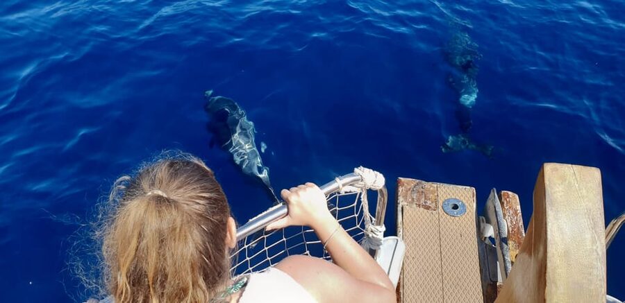 Estepona: Dolphin Search Boat Trip with Drink and Snacks - Searching for dolphins in the open water