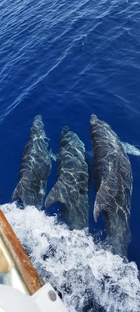Estepona: Dolphin Search Boat Trip with Drink and Snacks - Swimming, snorkeling, and the sea stop