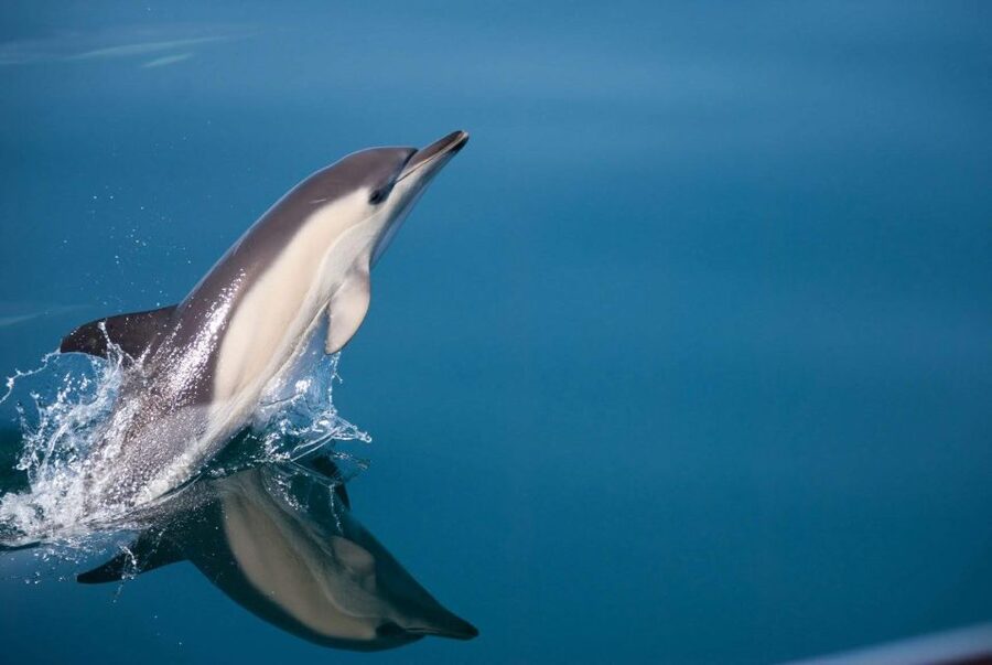 Estepona: Dolphin Watching Sailboat Cruise with Drink - Setting out from Pontoon 6 in Estepona