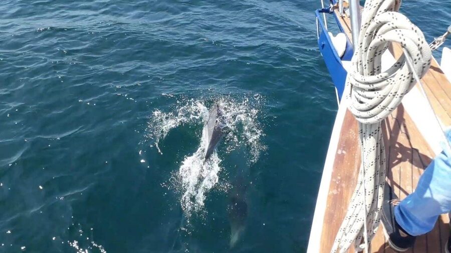 Estepona: Dolphin Watching Sailboat Cruise with Drink - The swimming stop and what to bring