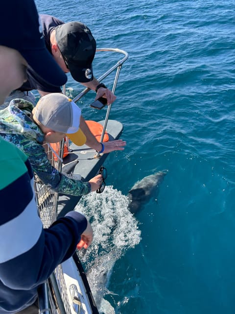 Estepona: Dolphins Searching Sea Cruise with Drink & Snacks - Key Points Before You Book