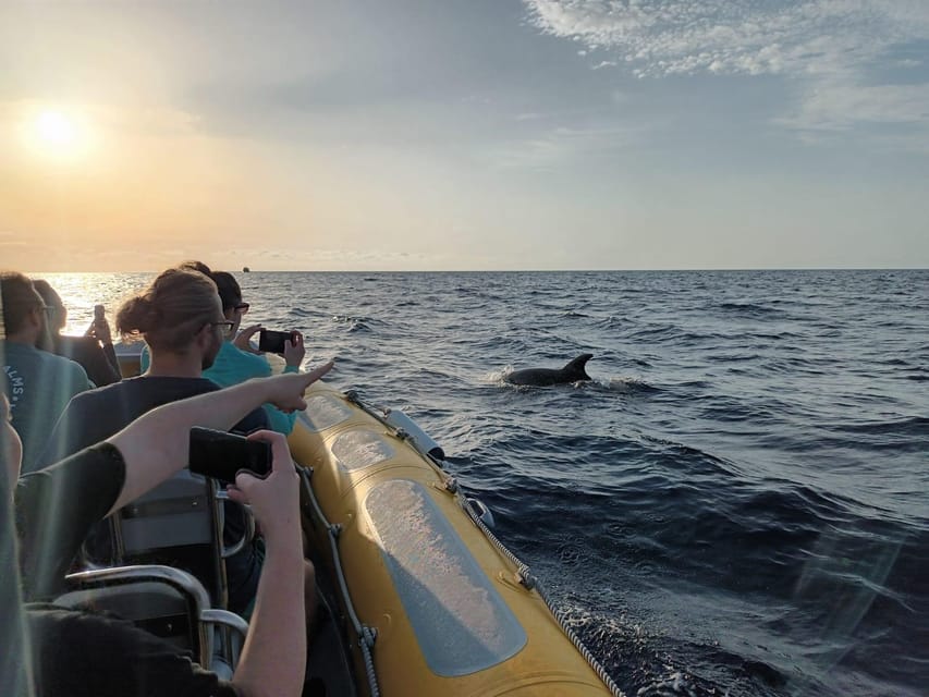 From Can Picafort: Dolphin Watching and Cave Boat Trip - Practical tips for a better morning