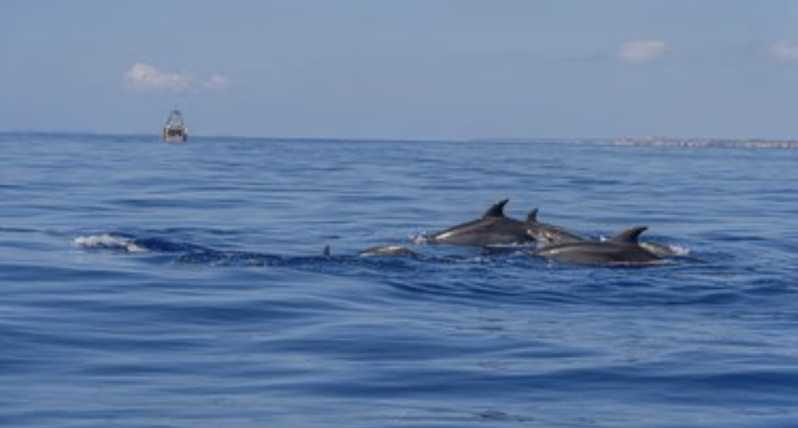 From Can Picafort: Dolphin Watching and Cave Boat Trip - Watching dolphins in their natural habitat