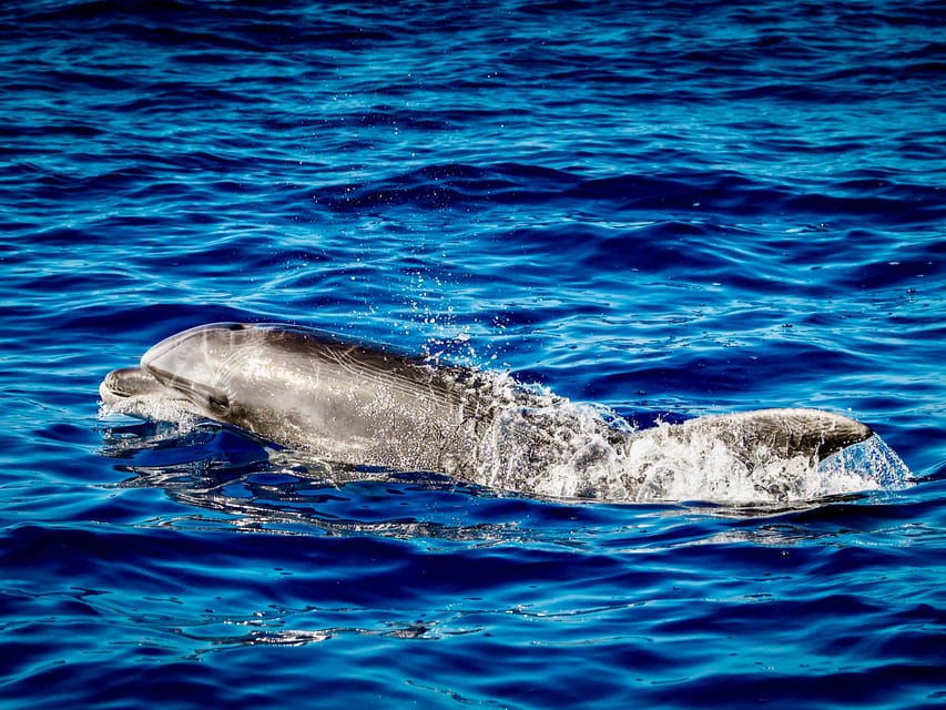From Can Picafort: Dolphin Watching and Cave Boat Trip - Passing Cap de Pinar and the sea cave