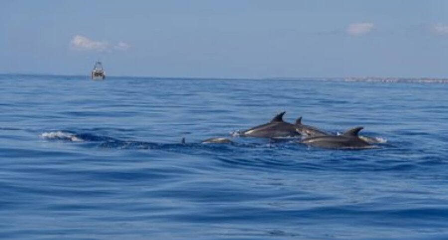 From Can Picafort: Dolphin Watching and Cave Boat Trip - What the three hours feel like