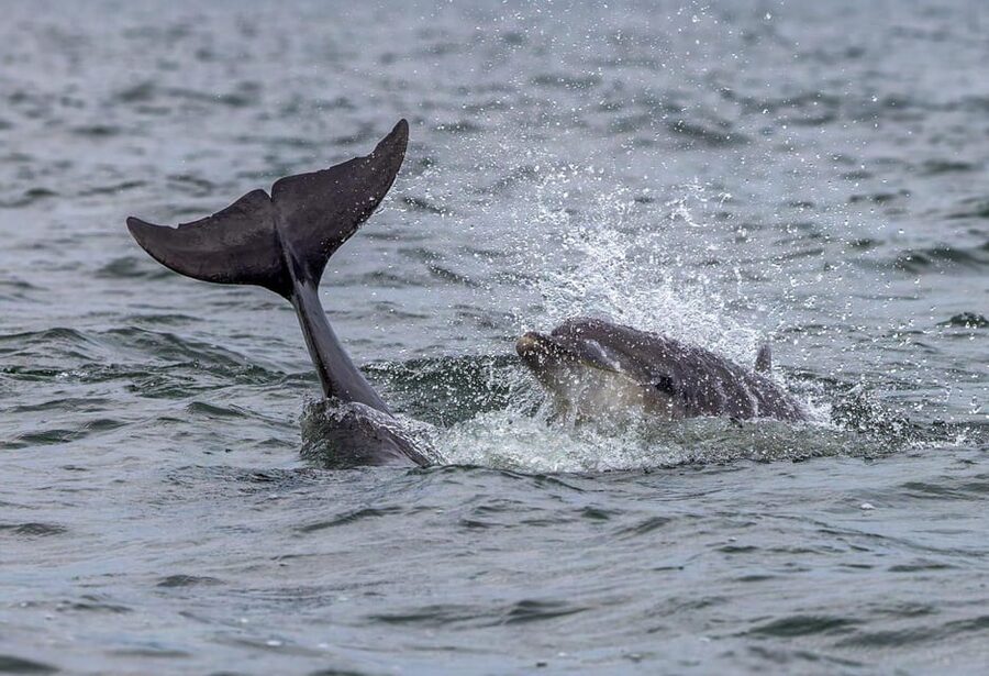 From Can Picafort: Dolphin Watching and Cave Boat Trip - Is $82 good value?