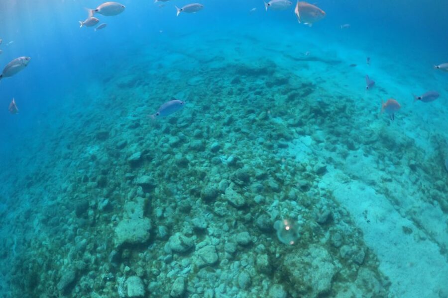 From Corralejo: Lobos Island Boat and Snorkel Activity - What the 25-minute snorkeling stop is really like