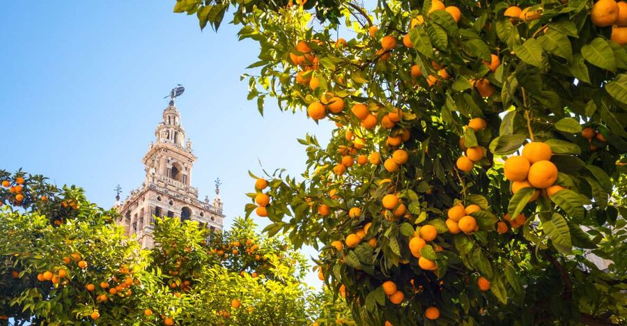 From Costa del Sol: Seville Day Trip - Riverfront, Triana Bridge, and Torre del Oro