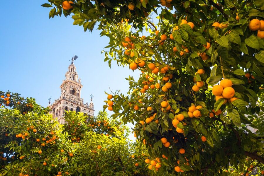 From Costa del Sol: Seville Day Trip - Why Seville makes a good day trip