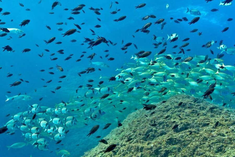 From L’Estartit: Snorkeling Trip to the Medes Islands - Fifty minutes in the reserve with a guide