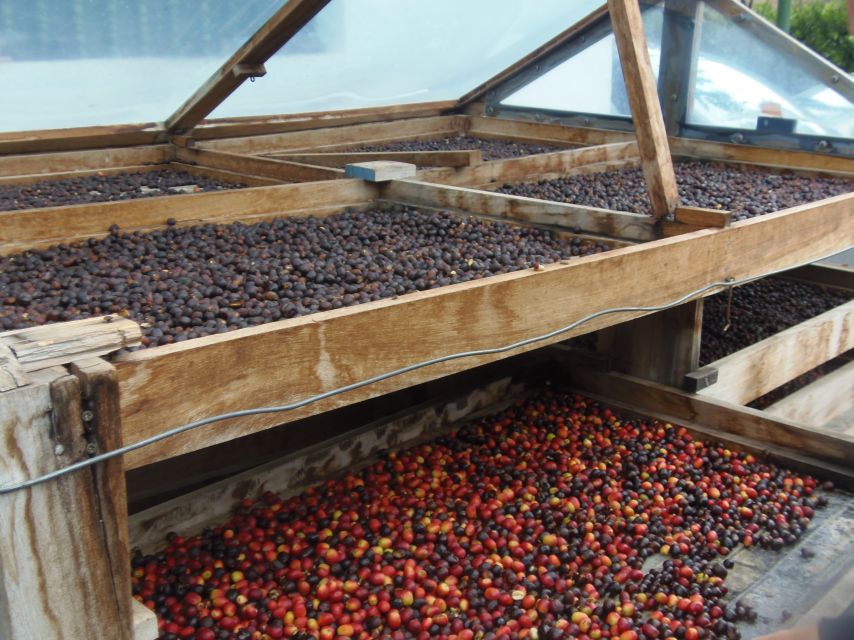 From Las Palmas: Full-Day Tour of the North - Agaete Valley and rare European coffee