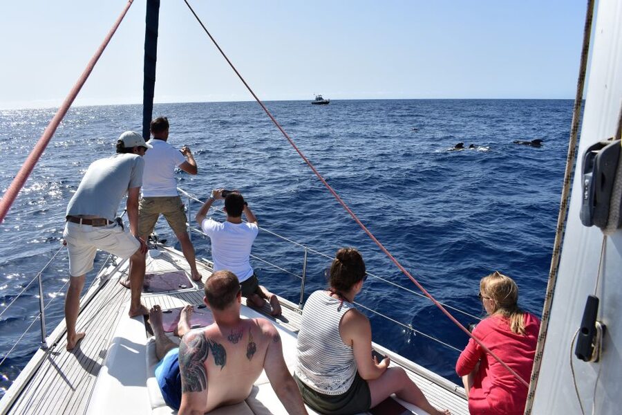 From Los Gigantes: Whale Watching Sailboat Cruise - Practical tips for a smoother morning or afternoon