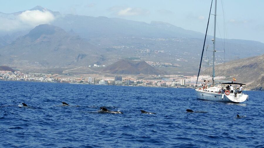 From Los Gigantes: Whale Watching Sailboat Cruise - Setting out from Picarus Sailing Club