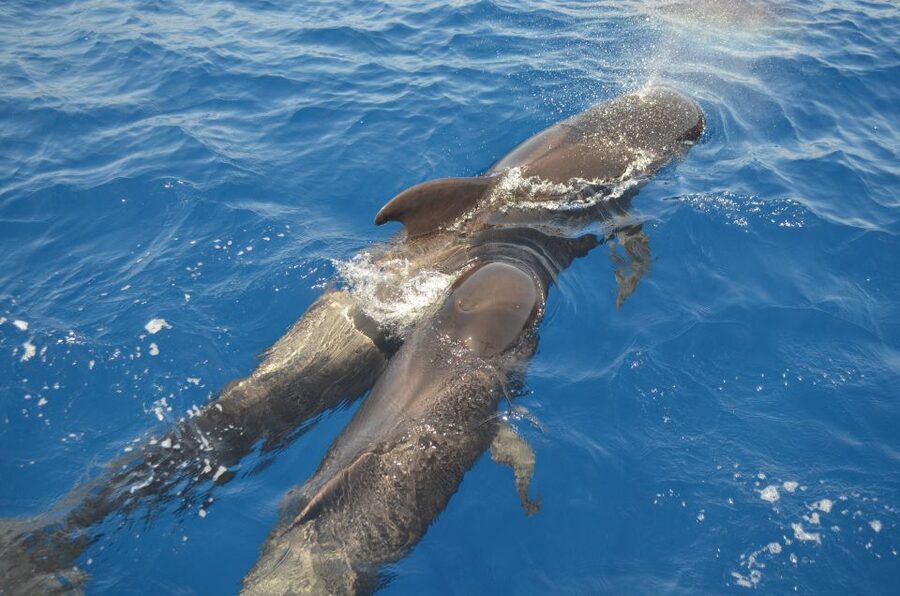 From Los Gigantes: Whale Watching Sailboat Cruise - Sailing beneath the cliffs, with Teide in view