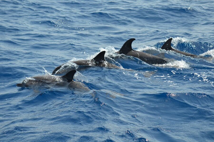 From Los Gigantes: Whale Watching Sailboat Cruise - What the $88 price really buys you