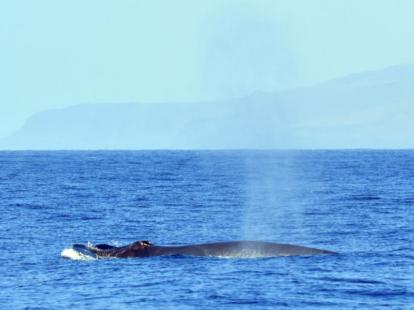 From Los Gigantes: Whale Watching Sailboat Cruise - The real drawbacks to consider