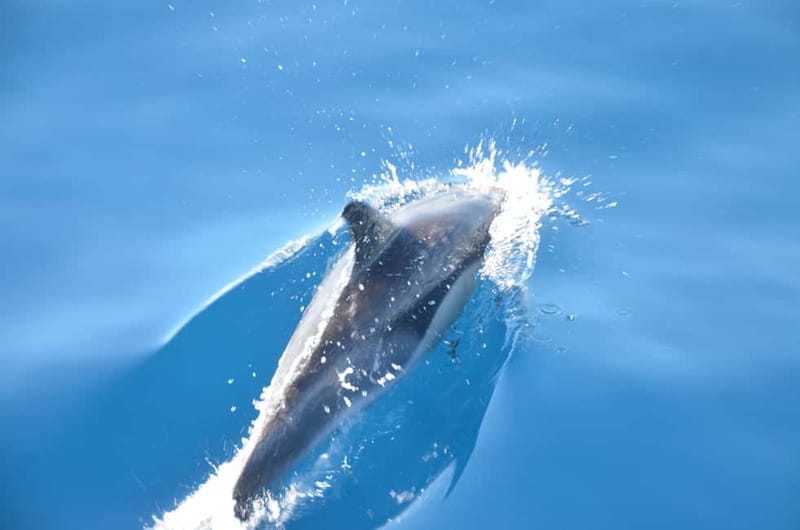 From Morro Jable: Dolphin and Whale Watching and Snorkelling - Key points to know before booking