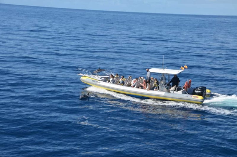 From Morro Jable: Dolphin and Whale Watching and Snorkelling - Who should book this Morro Jable boat trip?
