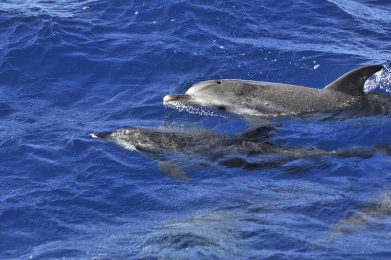 From Morro Jable: Dolphin and Whale Watching and Snorkelling - Leaving Morro Jable port at speed