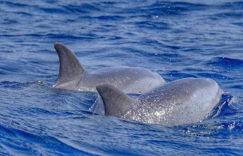 From Morro Jable: Dolphin and Whale Watching and Snorkelling - What the speedboat ride feels like