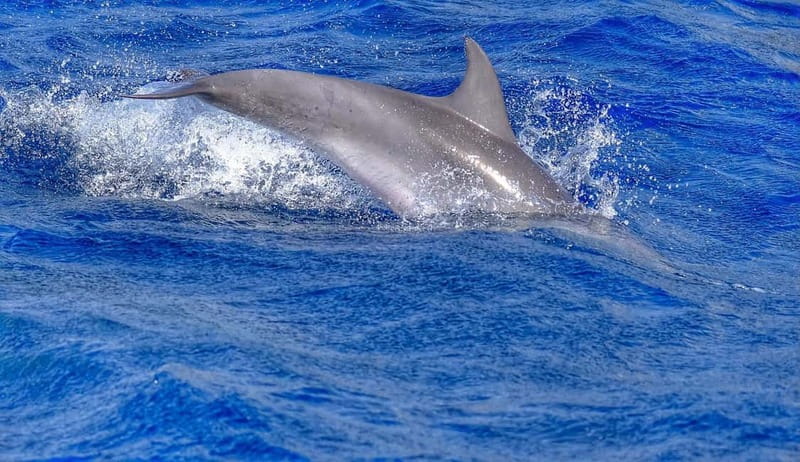 From Morro Jable: Dolphin and Whale Watching and Snorkelling - The 30-minute snorkeling stop