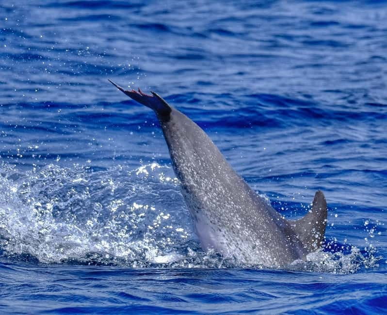 From Morro Jable: Dolphin and Whale Watching and Snorkelling - Cold drinks and coastal views