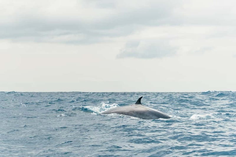 From Morro Jable: Dolphin and Whale Watching and Snorkelling - Guides who shape the day