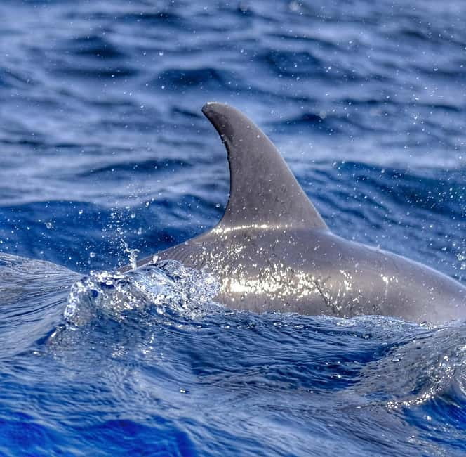 From Morro Jable: Dolphin and Whale Watching and Snorkelling - Timing, weather, and practical planning