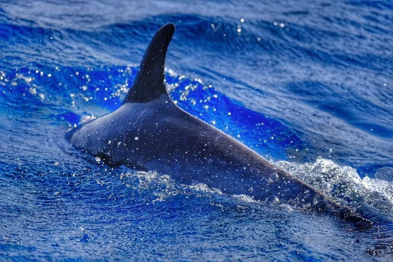 From Morro Jable: Dolphin and Whale Watching and Snorkelling - Searching for dolphins and whales in open water