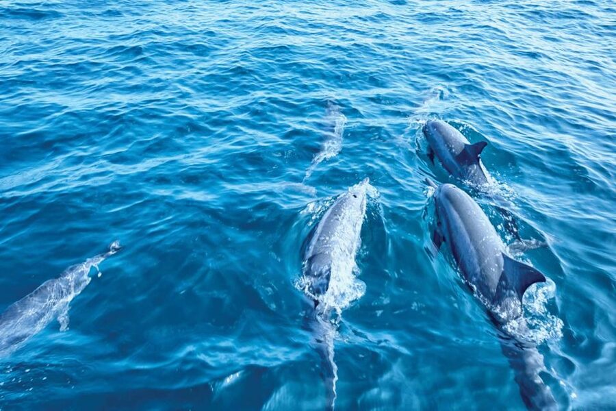 From Palma: 3-Hour Morning Dolphin Watching Boat Tour - Choosing between Palma departure and resort pickup