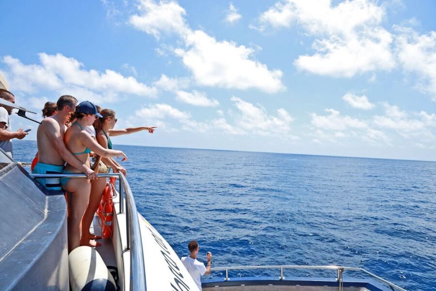 From Palma: 3-Hour Morning Dolphin Watching Boat Tour - Is $63 a fair price?