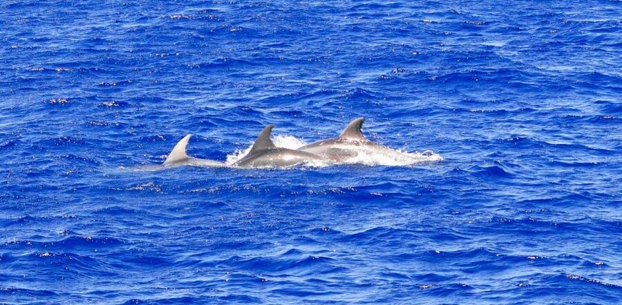 From Palma: 3-Hour Morning Dolphin Watching Boat Tour - Who will enjoy this morning on the water?