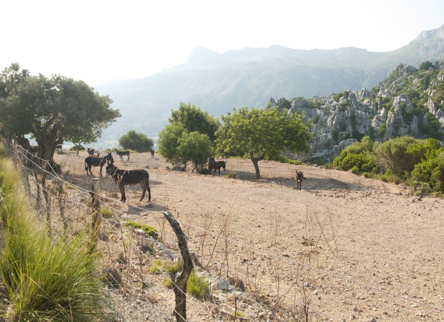 From Palma: Serra Tramuntana and Lluc Monastery Guided Tour - The Sóller wooden train to Palma