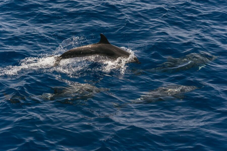 From Puerto Rico de Gran Canaria: Dolphin Watching Cruise - Quick points before you book