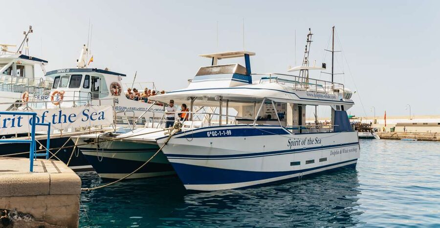 From Puerto Rico de Gran Canaria: Dolphin Watching Cruise - Why Gran Canaria is good for whale and dolphin watching