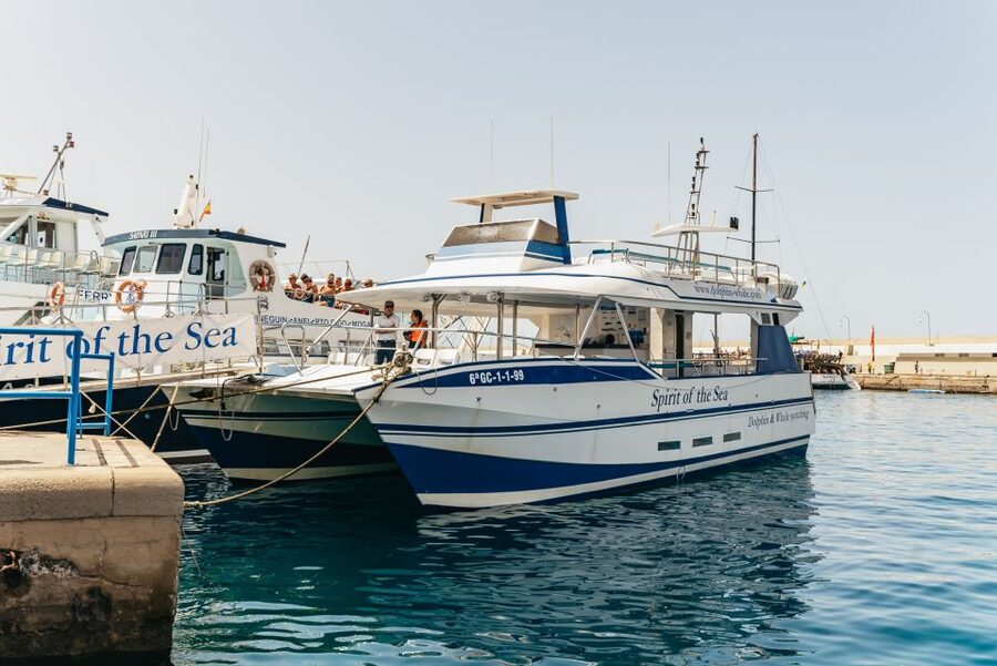 From Puerto Rico de Gran Canaria: Dolphin Watching Cruise - What the 2.5-hour boat route feels like