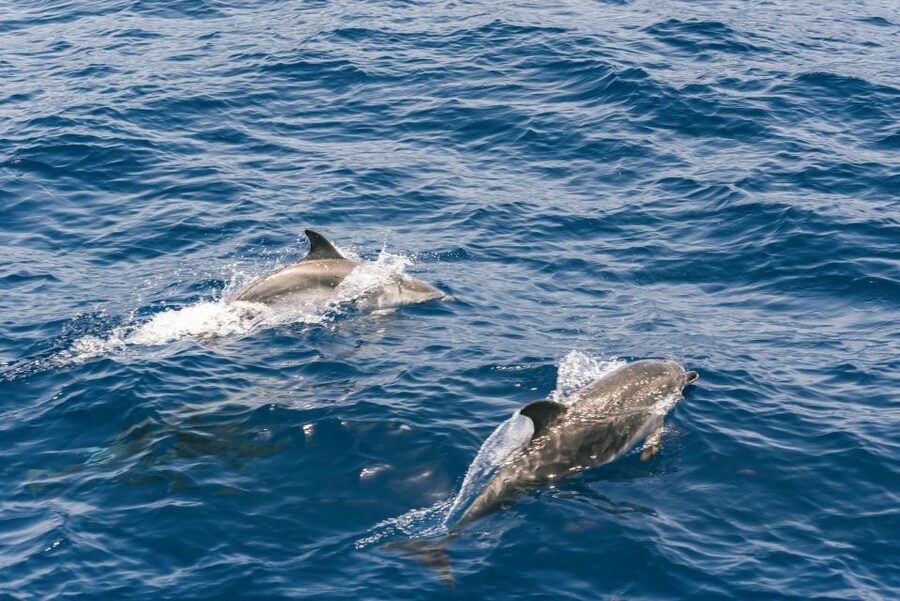From Puerto Rico de Gran Canaria: Dolphin Watching Cruise - The glass-bottom boat, useful but not perfect