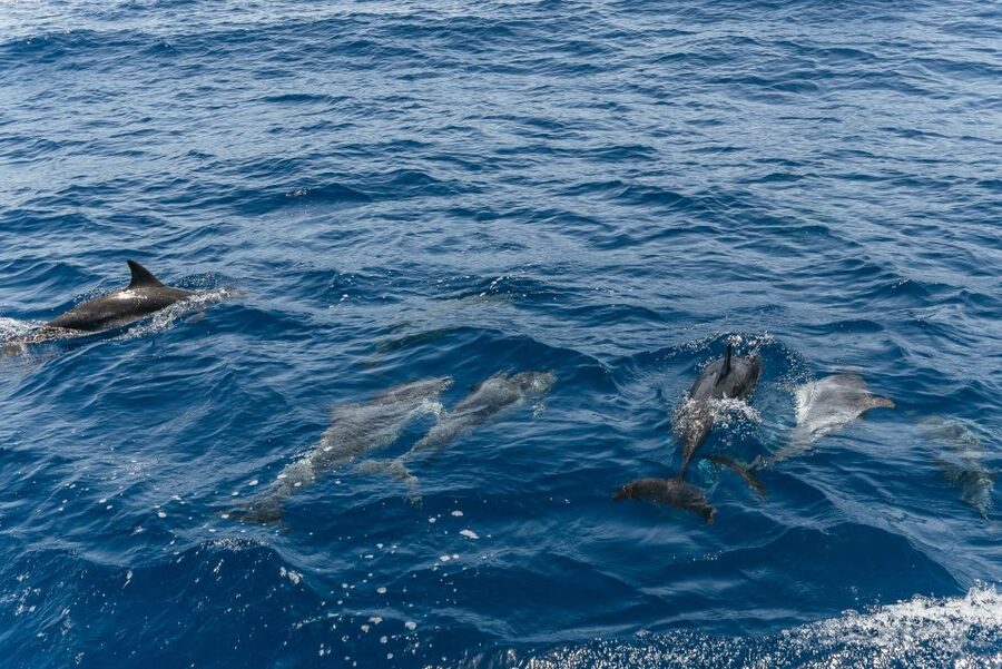 From Puerto Rico de Gran Canaria: Dolphin Watching Cruise - Is $47 good value?