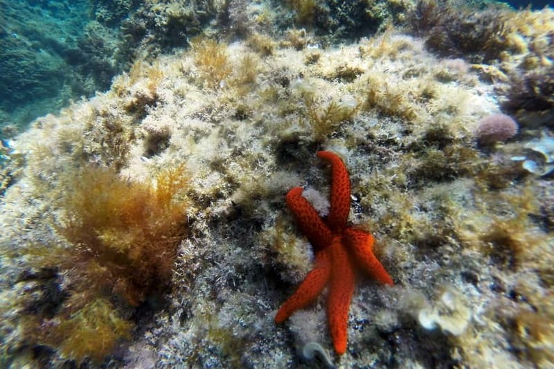 From Sant Feliu de Guíxols: Kayak and Snorkel in Costa Brava - Key points to know before booking