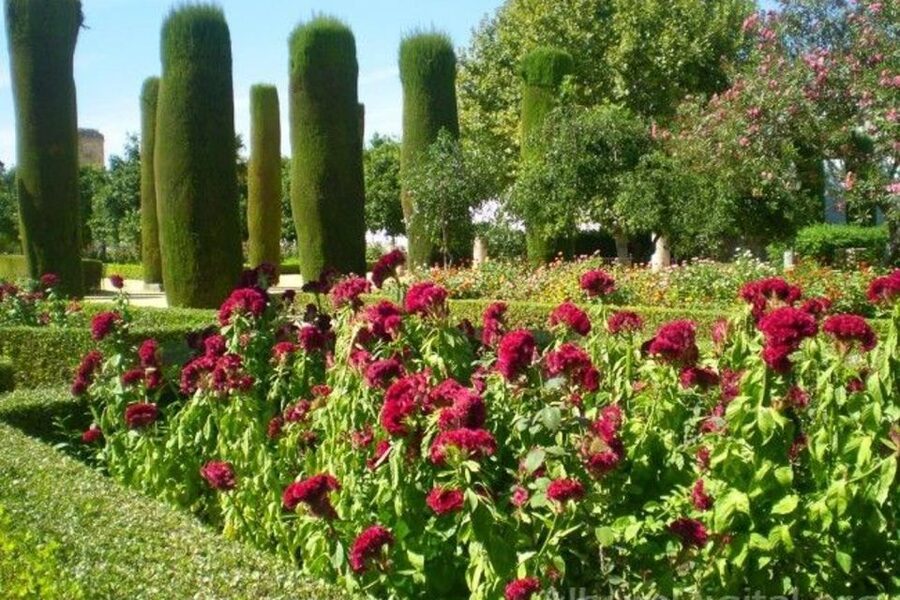 From Seville: Cordoba Full-Day Tour with Tickets Included - Your one hour of free time in Córdoba