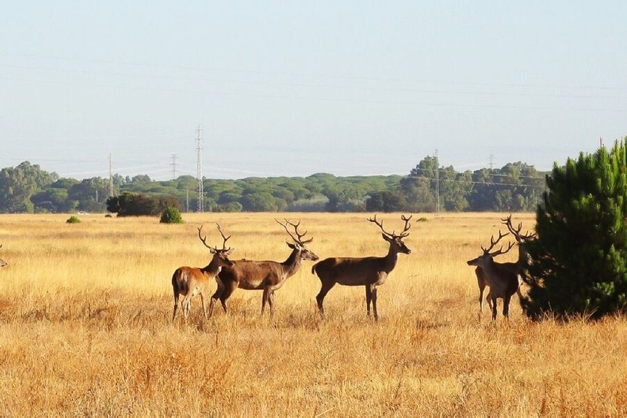 From Seville: Doñana National Park Day Trip - Key details before you book
