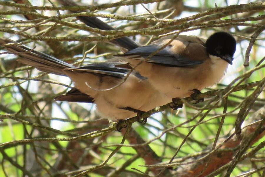 From Seville: Doñana National Park Day Trip - Is $105 a fair price?