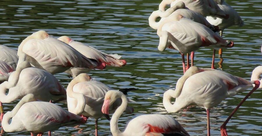 From Seville: Doñana National Park Day Trip - Why Doñana makes a worthwhile day from Seville
