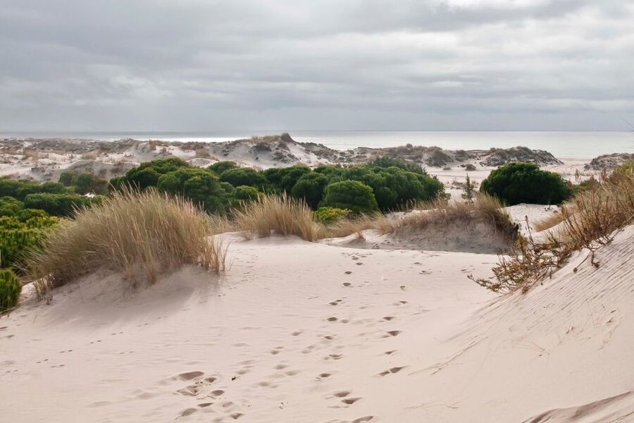 From Seville: Doñana National Park Day Trip - El Rocío, a village unlike anywhere else